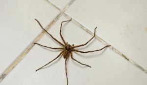 spider crawling on home tile floor