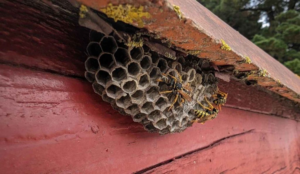 Active wasp nest on a property where wasps keep returning each year.