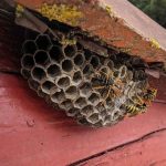Active wasp nest on a property where wasps keep returning each year.