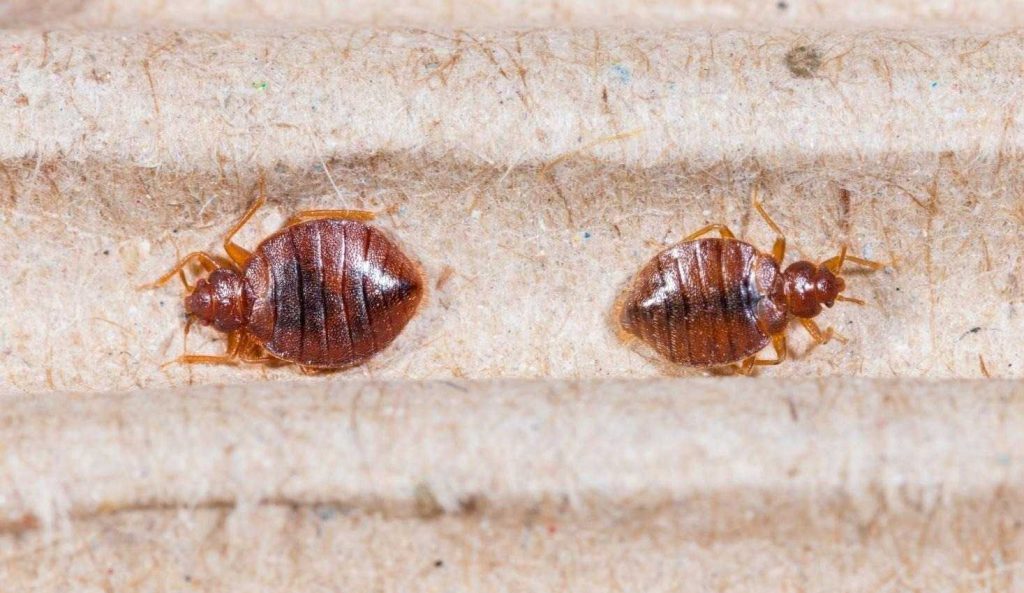 Close up shot of two bed bugs