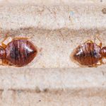 Close up shot of two bed bugs