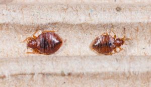 Close up shot of two bed bugs