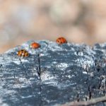 Closeup of Winter ladybugs