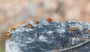 Closeup of Winter ladybugs